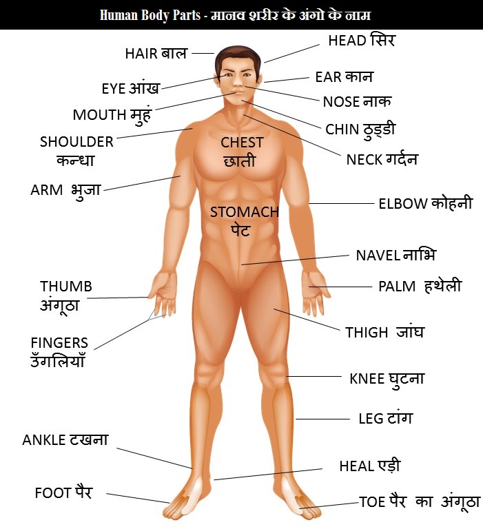 Body Parts Name, All 50 Body Parts Name in English